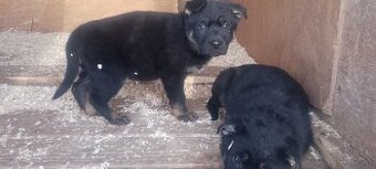 Nemecký ovčiak šteniatka