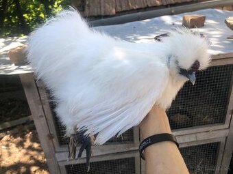 Hodvábnička zdrobnělá