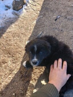 Border kólia šteniatko