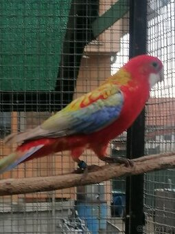 Rozela pestrá červená