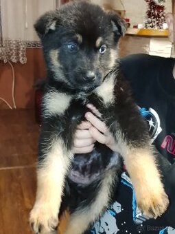 Predám šteniatka nemeckého ovčiaka