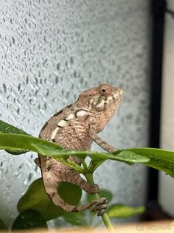 Chameleon Pardalis - samica Nosy Be