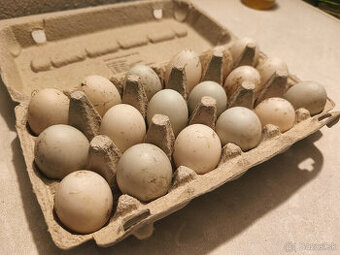 Kačacie vajíčka - Indický bežec