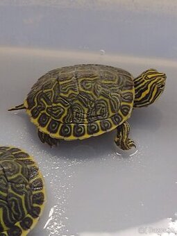 Vodná korytnačka 5cm