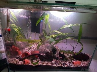 krásne zabehnuté 35 litrové akvárium