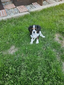 Cavalier