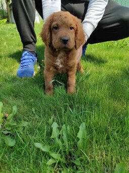 Mini goldendoodle