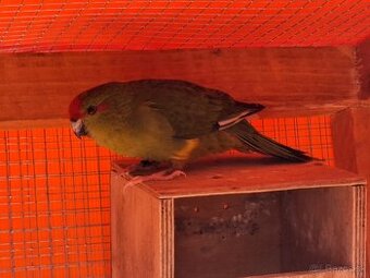 Kakariky