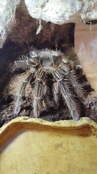 🕷️Predam vtackara Lasiodora parahybana s terariom