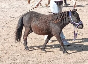 AMHA Minihorse valach s PP