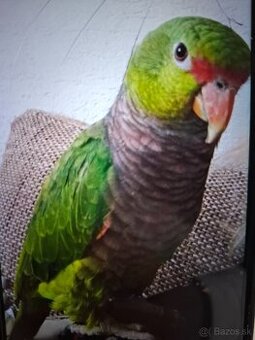 Amazonan