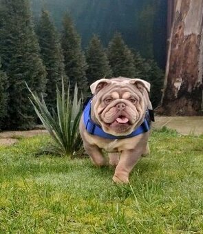 Anglický bulldog / buldog / buldok