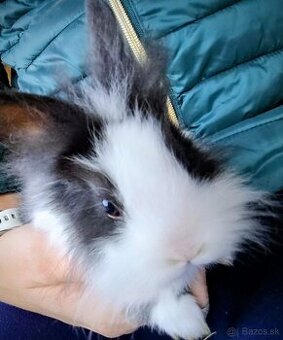 Zakrslý králik