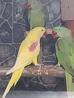 ALEXANDER VEĽKÝ lutino