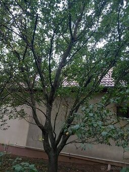 DARUJEM Slivky na drevo