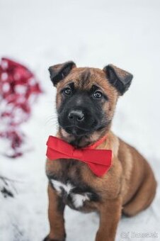 Šteniatka belgický ovčiak malinois s PP