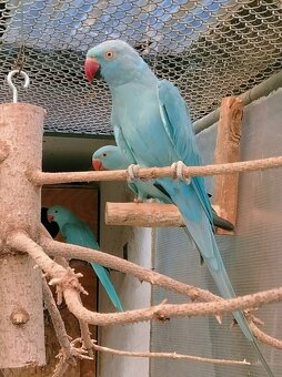 Predám ALEXANDRE (2025)