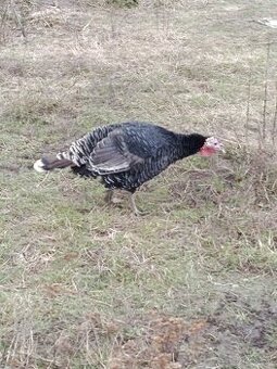 Predám perličky a morky