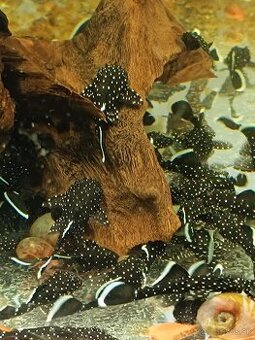 Prisavnik, ancitrus  L213.