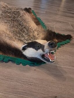 Jazvec,trofej, parozie, trofeje