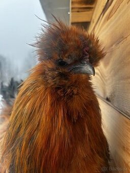 Kohút - Hodvábnička (Sillkie)