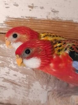 Rozela pestrá červená