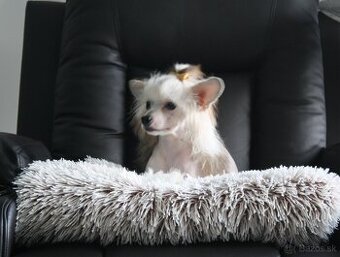 Čínský chocholatý pes s PP