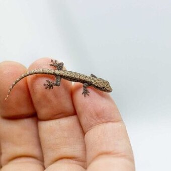 7ks gekónov panenských - Lepidodactylus lugubris