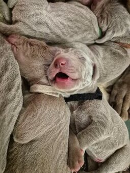 Šteniatka weimarského stavača s PP