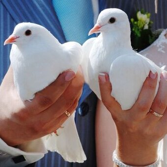 Krídla pre novomanželov