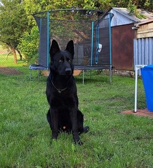 Nemecký ovčiak - s PP na krytie