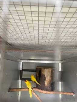 Kakarik