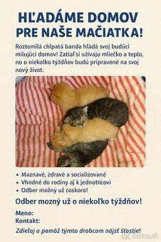 Darujem mačiatka
