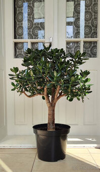 Crassula ovata