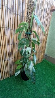 Epipremnum pinnatum marble