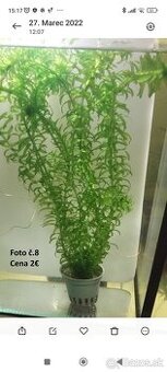 Predám Egeria densa