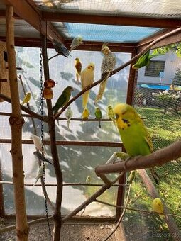 Predám mladé andulky