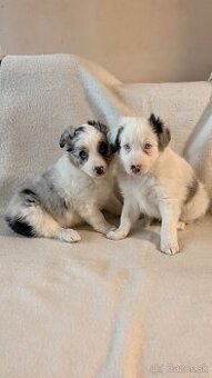 Na predaj šteniatka - border kolia