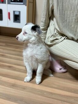 Na predaj šteniatko - border kolia