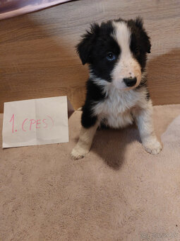 Šteňatá Border kólie