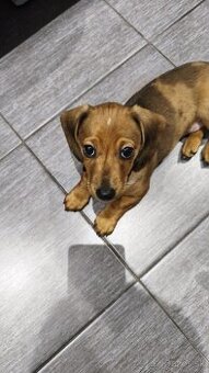 Jazvečík trpaslici