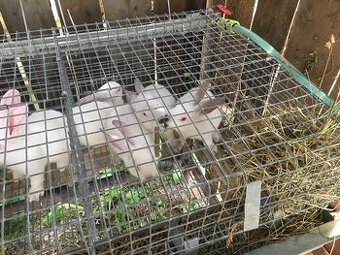 Predám králiky na mäso alebo chov