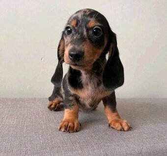 Šteniatka jazvečíka na adopciu.