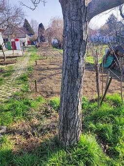 Orechove drevo (kmeň)