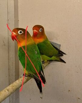 Agapornis