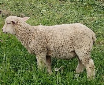 Predám jahňatá - barančeky mäsového plemena