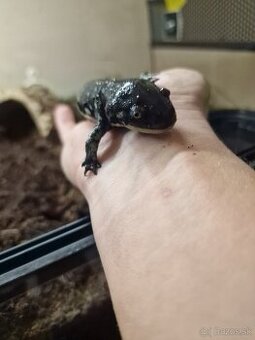 Salamandra