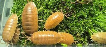 isopody porcellio laevis orange