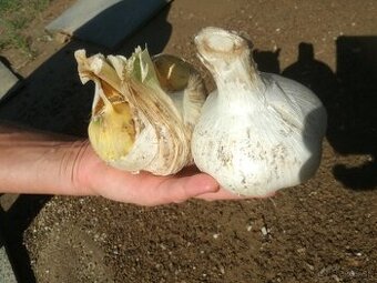 Domáci Sloní cesnak v BIO kvalite na konzum aj výsadbu