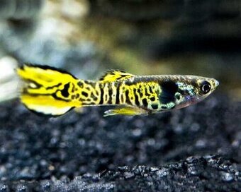 Gupky - yellow tiger endler
